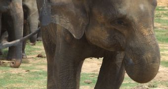 This Asian elephant is the victim of a land mine in Sri Lanka