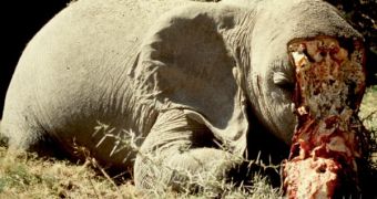 Poached African elephant