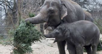 Elephants at Berlin Zoo get Christmas trees to play with, eat