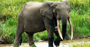 Conservationists help rescue forest elephants in Africa