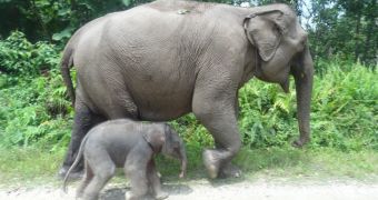 Sumatran elephant in Indonesia gives birth to female calf