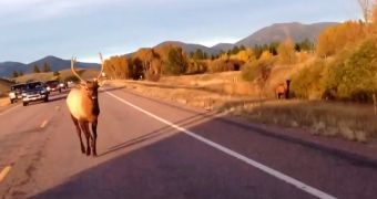 Bobby, the elk, chases a couple on a highway in Montana