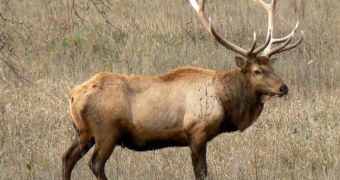 Elk living in the Great Smoky Mountains National Park put to sleep by local officials