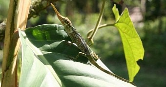 Ecuador is home to a lizard species with an oddly long nose