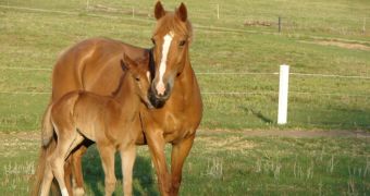Mare dies after walking for five days to get its foal to safety