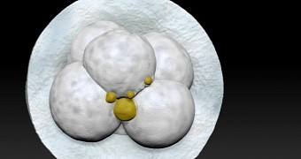 3D printed embryo