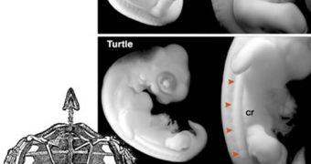 Chicken and turtle embryos look similar, but the turtle has a carapacial ridge along its side, at the edge of what becomes the shell