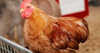 Vets perform emergency hysterectomy on a chicken in order to save its life