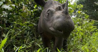 Conservationists race to safeguard critically endangered Sumatran rhinos