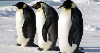 Emperor penguins might disappear because of global warming