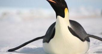 Researchers explain how Emperor penguins can dive to great depths and spend up to 27 minutes underwater
