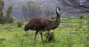 Emu (not pictured) gets stolen from wildlife park in Sydney, nobody can figure out why