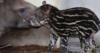 Zoo in France welcomes endangered baby tapir