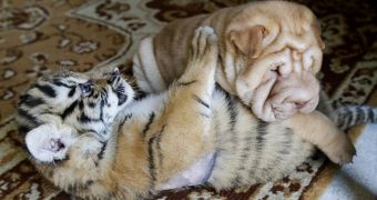 Dog helps nurse baby tigers