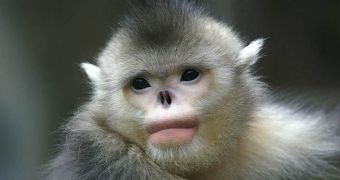 Endangered monkeys are making a comeback in China, have conservationists and the country's authorities to thank for this
