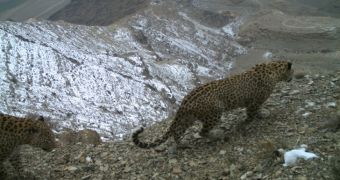 Rare Caucasian leopards photographed in the wild in Southern Armenia