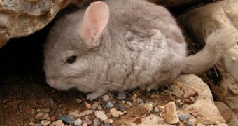 Chinchillas now found to be hiding in Chile