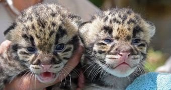 Clouded leopard cubs born at Zoo Miami in the US on March 13