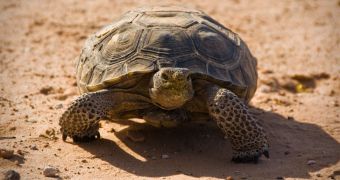 Desert tortoises living at animal sanctuary in Nevada might soon be put to sleep