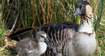 Nene geese spotted on Oahu for the first time in over three centuries