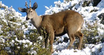 Huemul deer found to be making a comeback