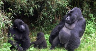 The world now has 10% more mountain gorillas