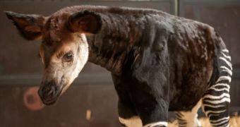 Zoo in Belgium announces the birth of an okapi calf