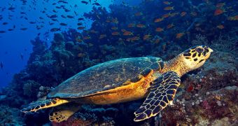Pollutants now found to affect sea turtles
