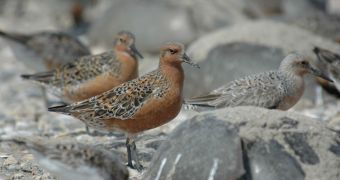 These red knots are surveying the beach for horseshoe crabs