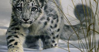 Snow leopard cubs now caught on tape
