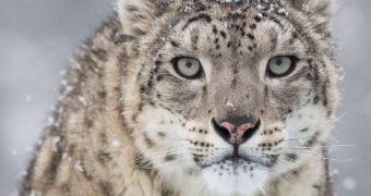 Researchers now monitor snow leopards via satellite