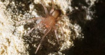Endangered spider halts work on new Texan highway