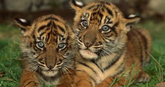 Sumatran tiger cubs greet zoo visitors