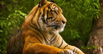Young Sumatran tigress is shot dead by coffee farmer in Indonesia