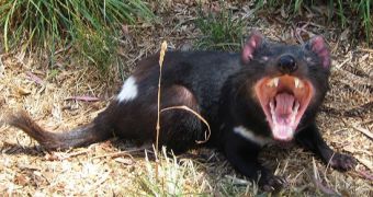 Tasmanian devils have high chances of getting a vaccine for the contagious cancer currently killing them