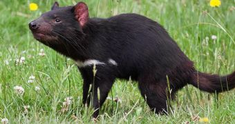 Tasmanian devils' aggression spells their own downfall