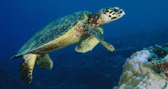 Conservationists release endagered sea turtles in Thai waters