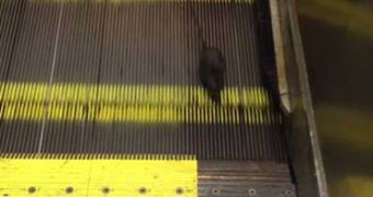 The rat keeps running in an attempt to escape the escalator