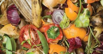 Company builds plant which generates power from food waste in North East England