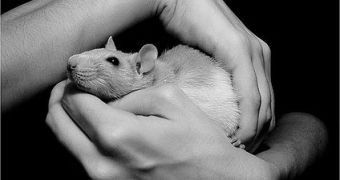 Rats are usually the favorite test-animals in science