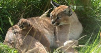 Exmoor Zoo in England welcomes Caracal kitten