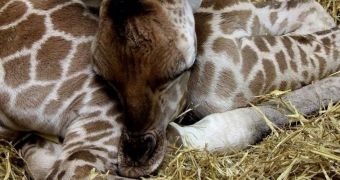 Baby giraffe is born at Paignton Zoo in England