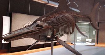This is the mounted skeleton of an ichtyosaur