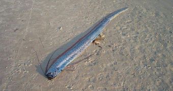 A 4-meter oarfish that washed ashore some years ago