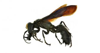 This is the new species of digger wasp, found in Sulawesi, Indonesia