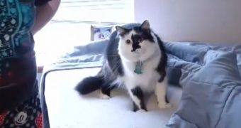 Himalayan cat becomes angry after being punished by its owner