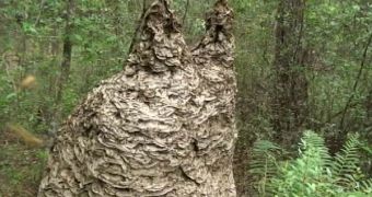 An entomologist in Florida finds a record-breaking wasp hive