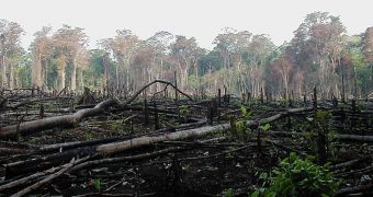 Jungle burned for agriculture in southern Mexico