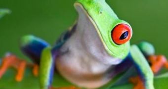 Pollution and climate change cause amphibians to get sick and die