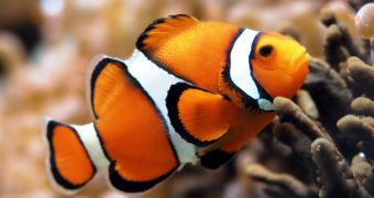 Environmentalists demand that clownfish be listed as an endangered species
